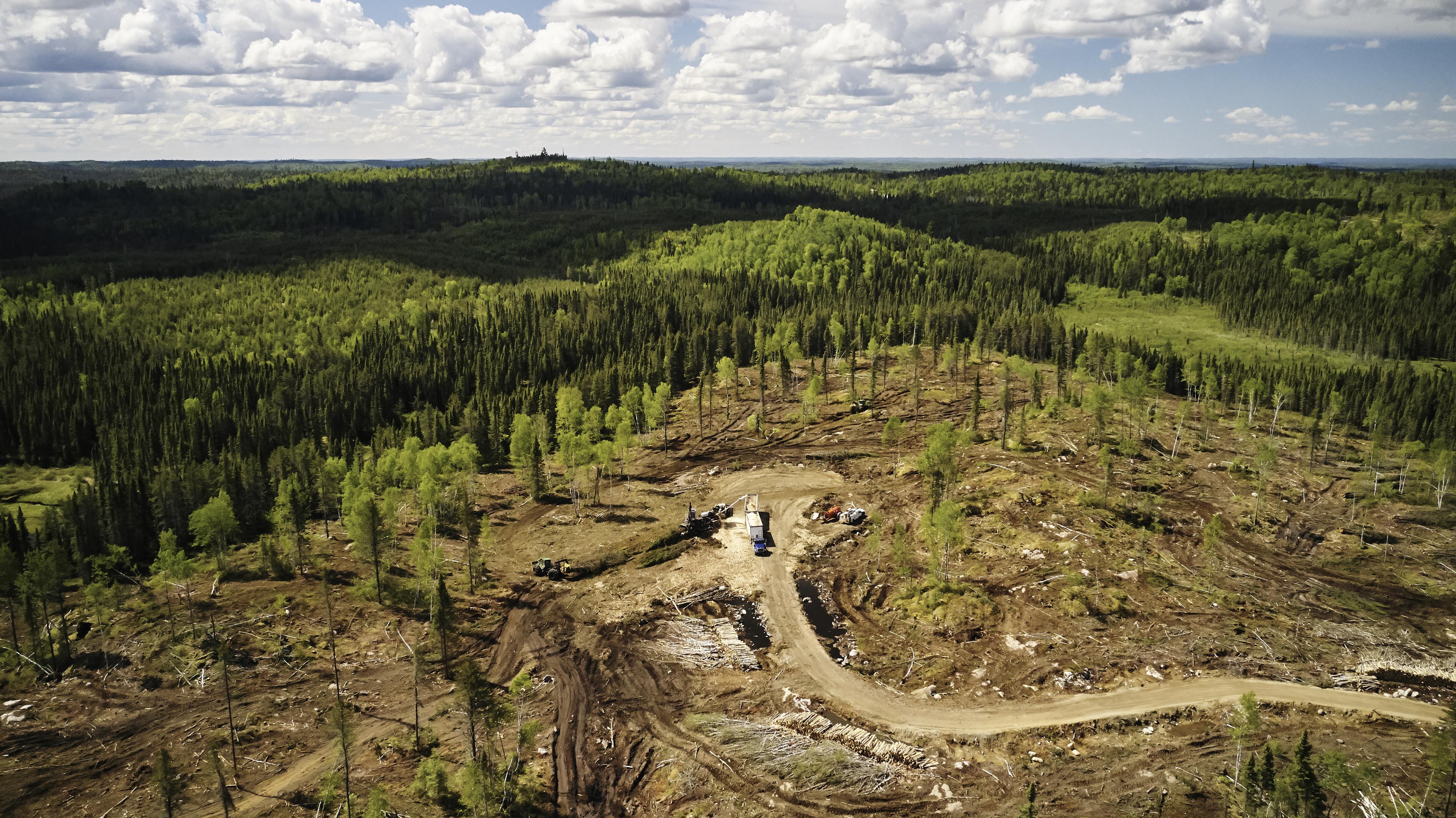 Clearcut forest in northwest Ontario, Canada