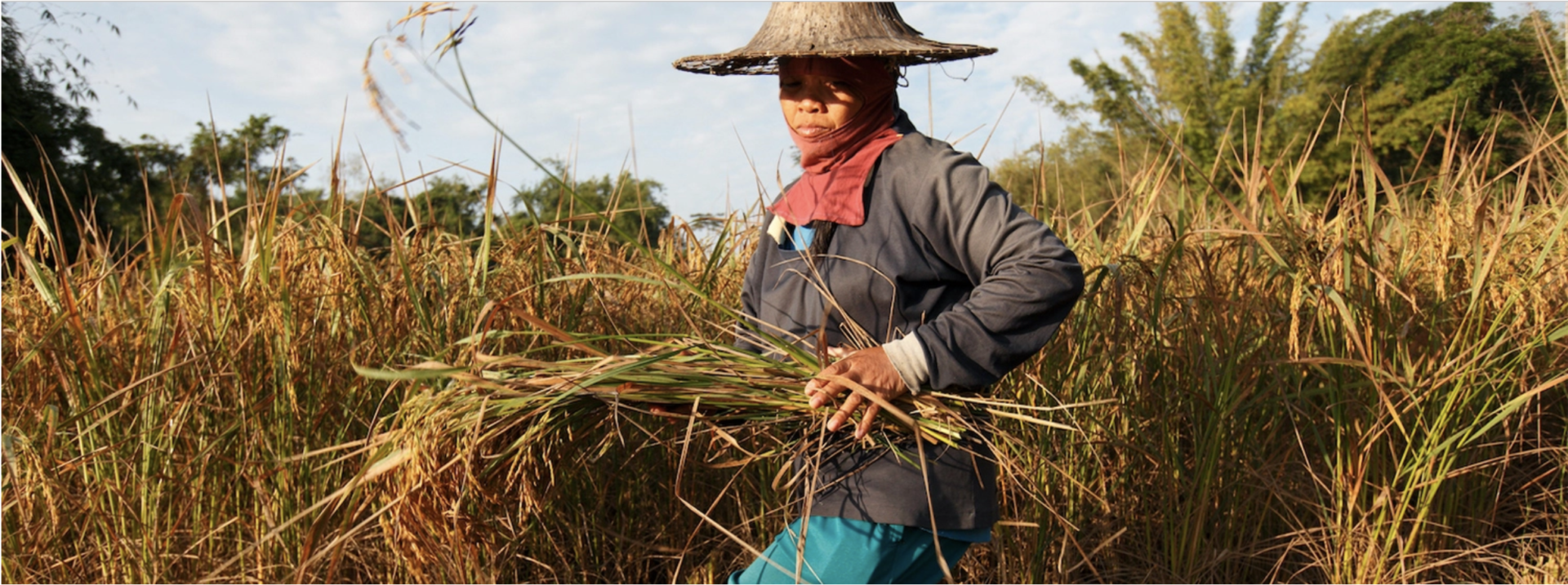 There is not enough land to meet many of the world’s climate pledges, says new study