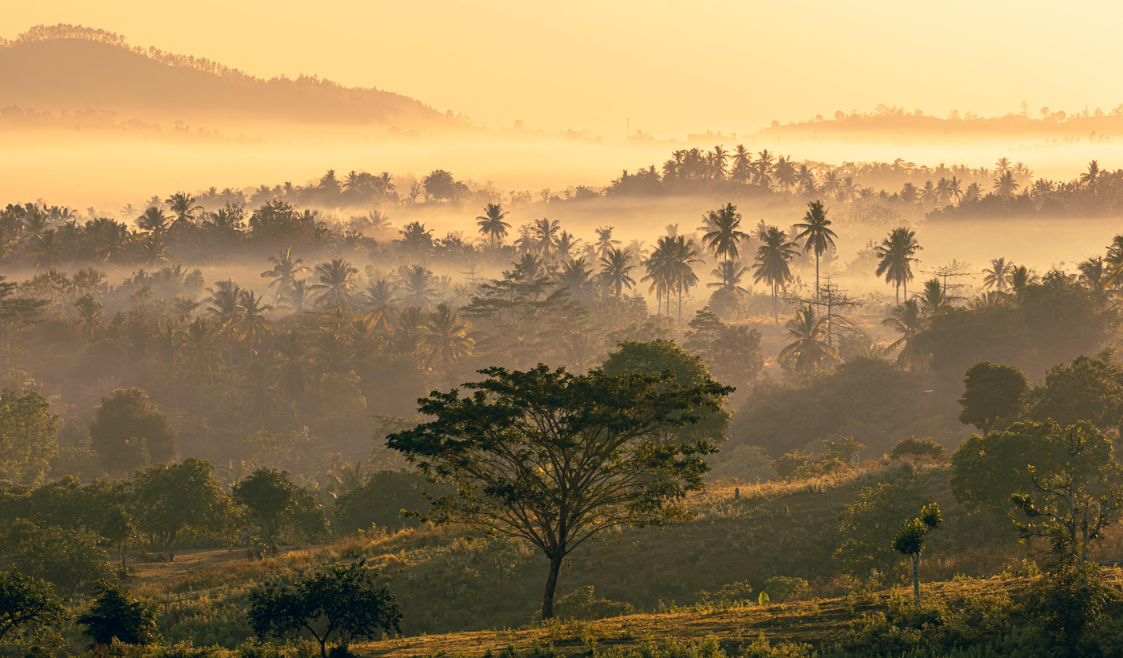 Deforested rainforest